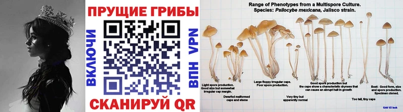 Галлюциногенные грибы Magic Shrooms  продажа наркотиков  Светлогорск 